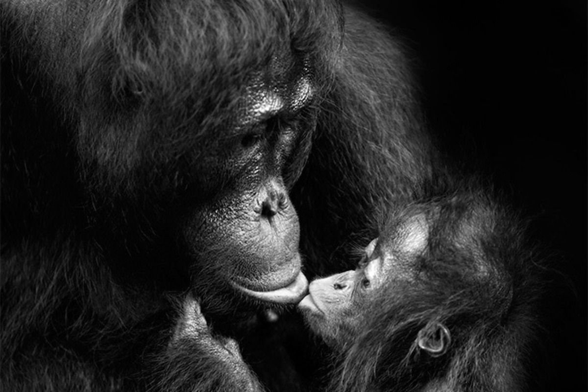 「KYOTOGRAPHIE 京都国际写真祭 2017」