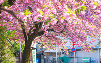 樱花季，夜晚不一样的东京