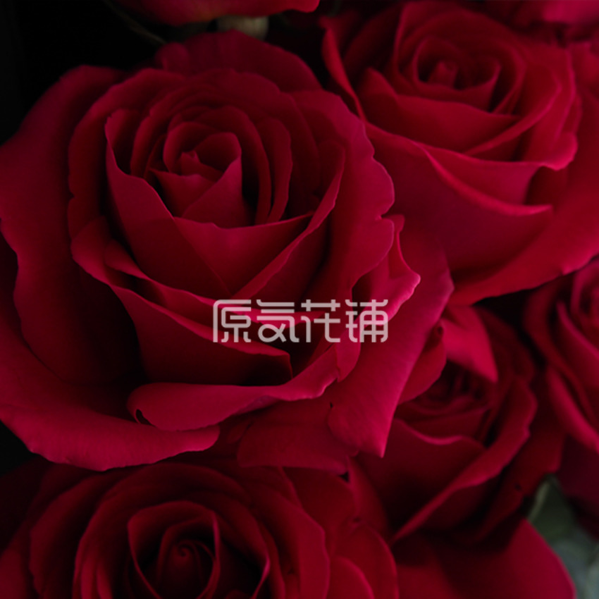 原气花铺-花店-上海-北京最爱——厄瓜多尔进口玫瑰花盒-4
