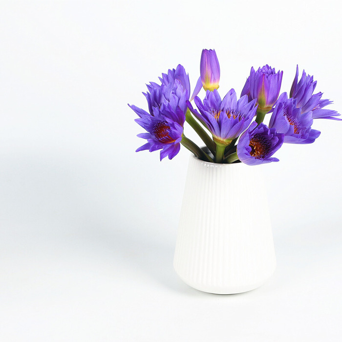 睡莲花瓶养花家庭用花 不含花瓶-2