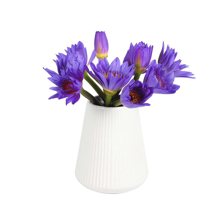 睡莲花瓶养花家庭用花 不含花瓶