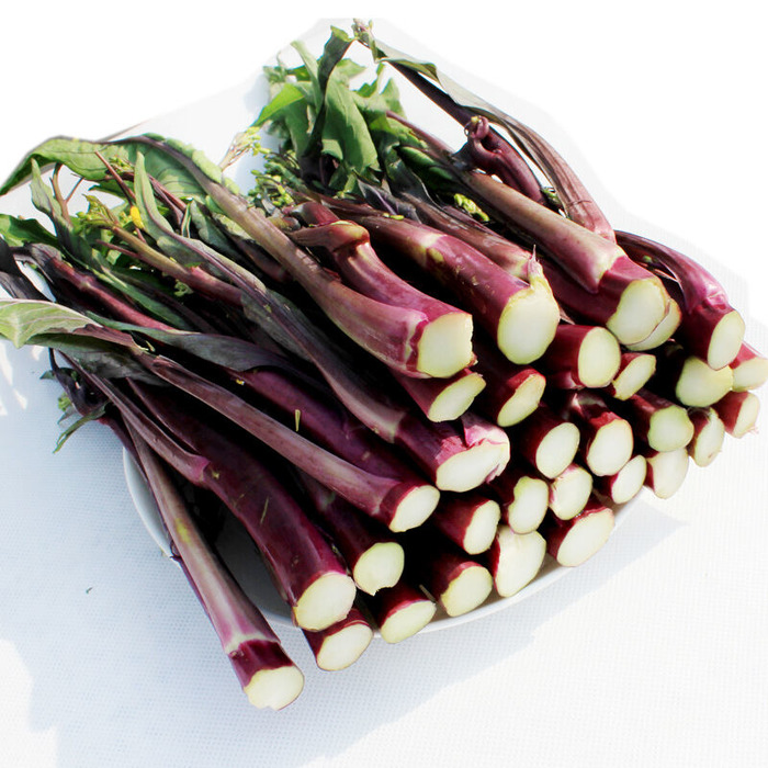 洪山紫菜苔绿色有机粪种植新鲜时令蔬菜-3