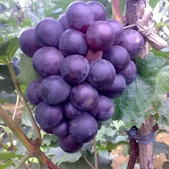 新鲜巨峰采摘葡萄 新鲜巨峰采摘葡萄