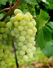 新鲜黄香蜜葡萄 水晶蜜穗/大粒饱满蜜甜