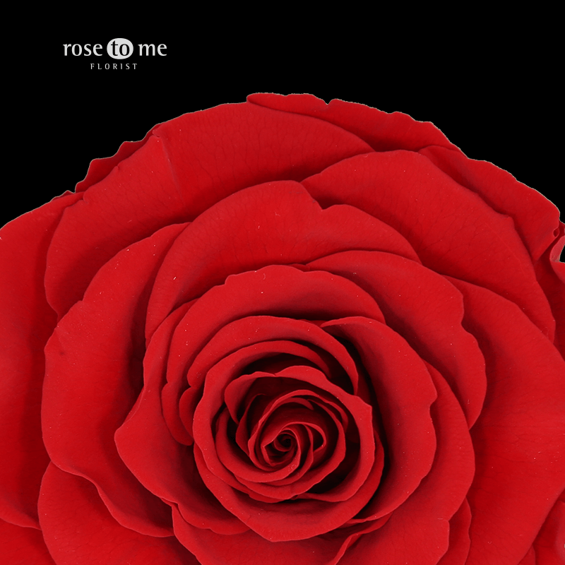 永生花-厄瓜多尔进口玫瑰花，rosetome中国高端品牌花店