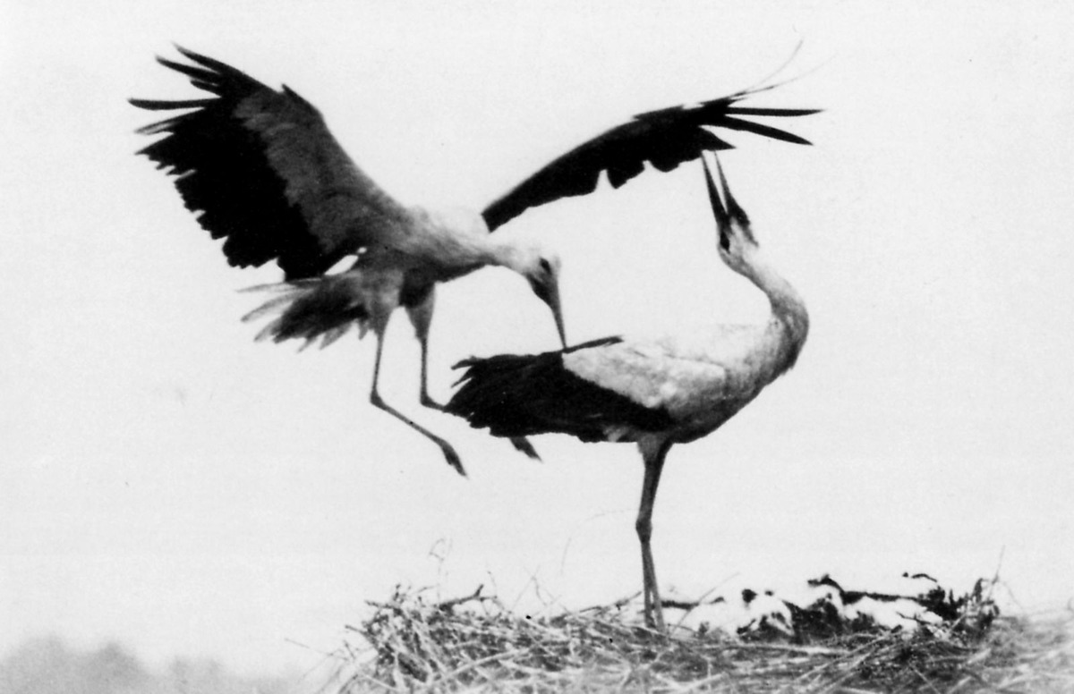 最值得珍藏的十九世纪摄影集(3)