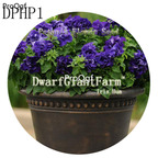 18usd Ngryise 3000Pcs A Set DPHP1 Petunia Flower Seed Hot