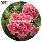 18usd Ngryise 3000Pcs A Set red hot double petal Petunia Flower Seed Hot