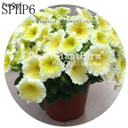 18usd Ngryise 3000Pcs A Set susu yellow Petunia Flower Seed Hot