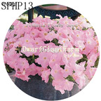 18usd Ngryise 3000Pcs A Set pure pink Petunia Flower Seed Hot