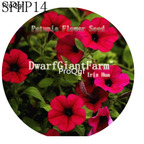 18usd Ngryise dark red 3000Pcs A Set SPHP14 Petunia Flower Seed Hot
