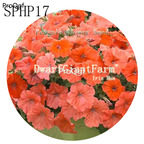 18usd Ngryise 3000Pcs A Set champagne Petunia Flower Seed Hot