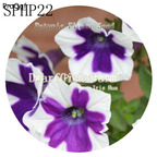 18usd NGRYISE 3000Pcs A Set purple with white edge Petunia Flower Seed Hot