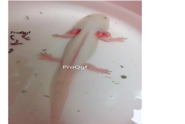 50usd white Ngryise 2pcs  Axolotl fish