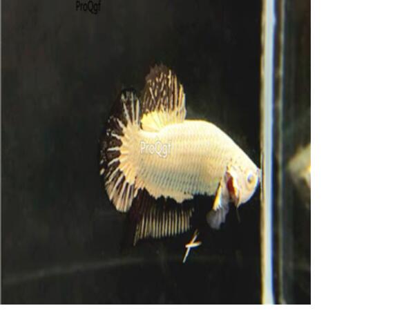 champagne 30usd Ngryise Beautiful Fighting Fish