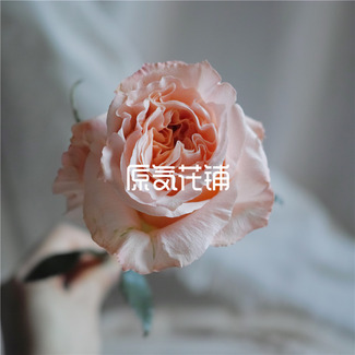 微光--单枝厄瓜多尔进口玫瑰