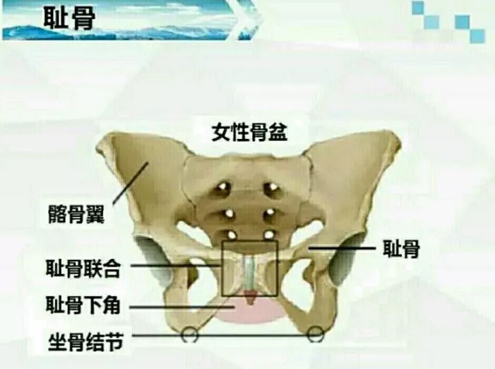耻骨联合是骨盆前方两侧耻骨纤维软骨联合处,四周有韧带保护.