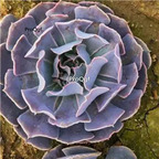 29usd Prodgf 2Pcs A Set rare desert star shamozhixing plant