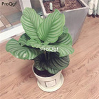 39usd Prodgf 3Pcs Calathea pinguo big leaf Philodendron plant