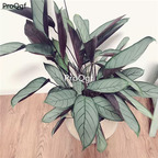 39usd Prodgf 3Pcs Calathea lao fei lv Philodendron plant