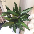 39usd Prodgf 3Pcs Calathea bolang wave Philodendron plant