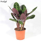 39usd Prodgf 3Pcs Calathea swan velvet Philodendron plant