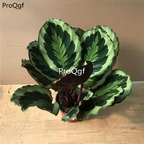 39usd Prodgf 3Pcs Calathea night angel Philodendron plant