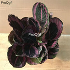 39usd Prodgf 3Pcs Calathea pretty red Philodendron plant