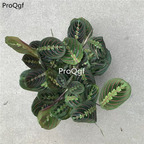 39usd Prodgf 3Pcs Calathea yechan Philodendron plant