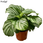39usd Prodgf 3Pcs Calathea green apple Philodendron plant