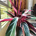 39usd Prodgf 3Pcs Calathea rainbow colorful Philodendron plant