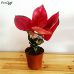 39usd Prodgf 3Pcs Calathea dark red Philodendron plant