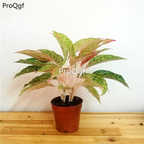 39usd Prodgf 3Pcs Calathea yanhua Philodendron plant