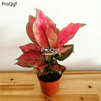 39usd Prodgf 3Pcs Calathea china red Philodendron plant