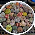 20usd Prodgf 100Pcs A Set 0.5-1cm random species Living Stones Mesembs Plant