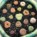 250usd Prodgf 500Pcs A Set small random Lithop Living Stones Mesembs Plant(also have seed sell)