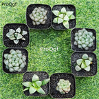 12usd Set Of 8 Green Plants Bonsai Home Decor Garden Flowers Plants