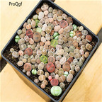 50usd Prodgf 300Pcs total 4 flower pot Raw Stone Flower Home Garden Decoration