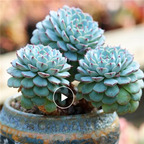 5usd Succulent Plant Home Garden Decoration Fine Green Potted Plants