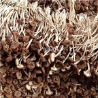 12usd Prodgf 500Gram A Set Agrocybe Aegerita Yanagimatsutake