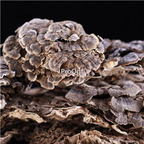 12usd Prodgf 500Gram A Set Coriolus Versicolor Mushroom Trametes