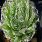 Prodgf 3pcs haworthia semiviva plant 39usd free shipping all country