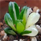 Prodgf 3pcs haworthia cooperi diesiana plant 39usd free shipping all country