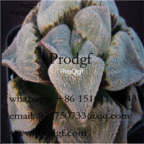 39usd Prodgf 3pcs haworthia pygmaea toku keba plant 39usd free shipping all country