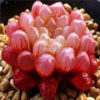 Prodgf 3pcs haworthia red plant 39usd free shipping all country