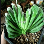 Prodgf 3pcs haworthia truncata lime green plant 39usd free shipping all country