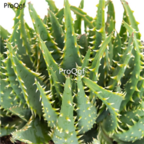 Prodgf 3pcs jaws aloe crocodile plant 39usd free shipping all country