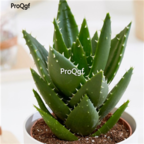 Prodgf 3pcs aloe mitriformis plant 39usd free shipping all country