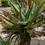Prodgf 3pcs aloe africana plant 39usd free shipping all country