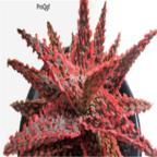 Prodgf 2pcs aloe inferno plant 39usd free shipping all country